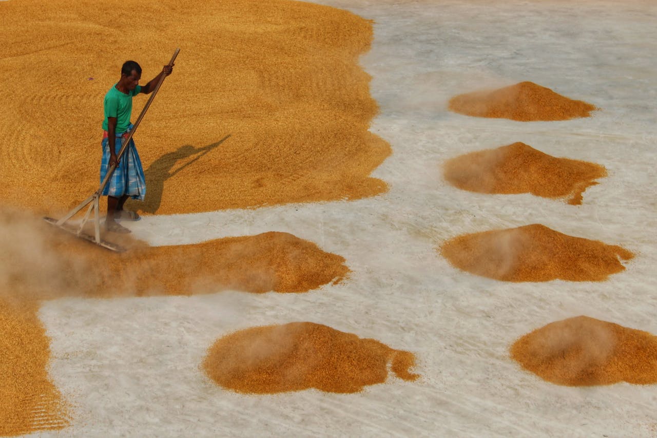 An Indian farmer skillfully sieves rice outdoors in Habra, India, showcasing traditional agricultural practices.